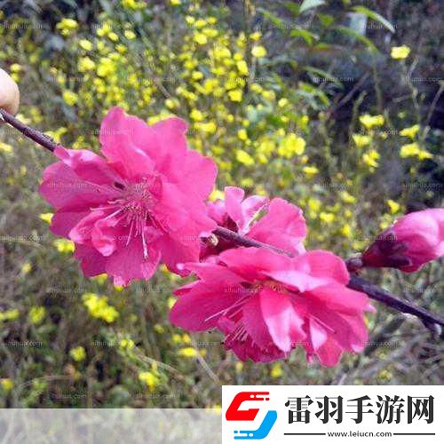 樱花草网