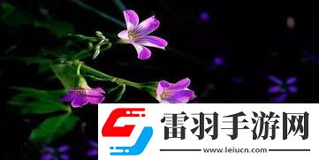 一花一世界一树一菩提的深刻含义与解读