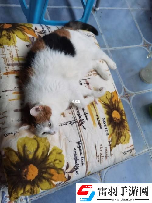 找猫记