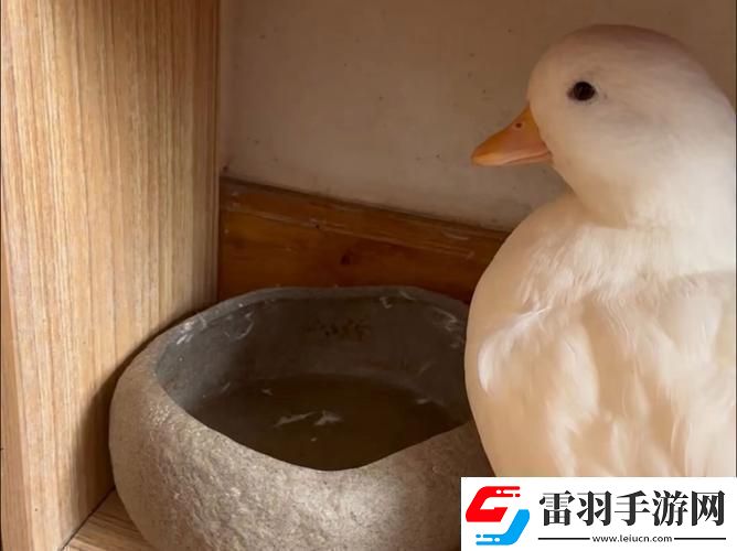 鸭子界的劳模传奇