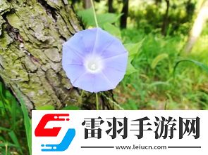 一花一世界一树一菩提的深刻含义与解读