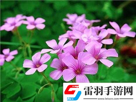 三叶草
