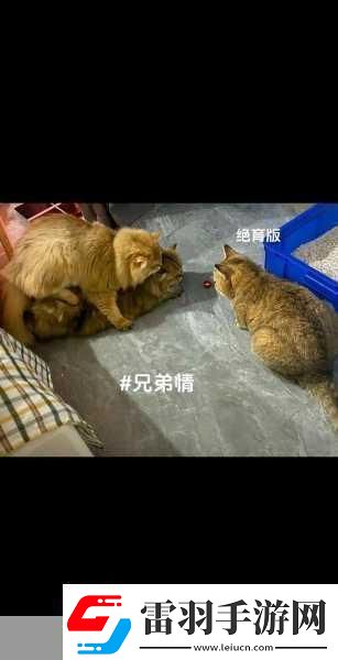 白天做兄弟晚上做夫妻