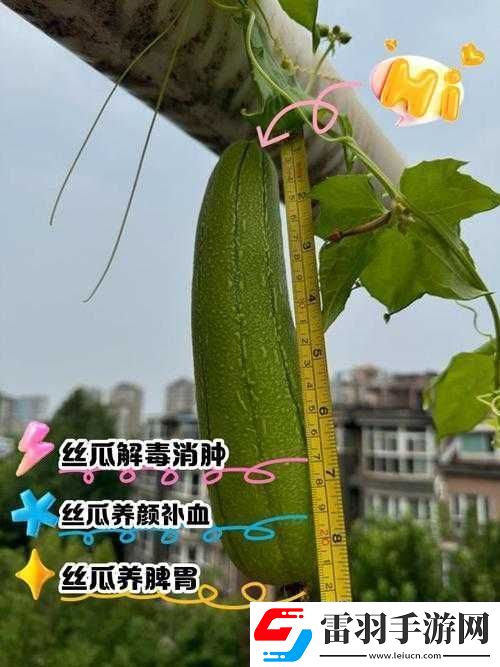 丝瓜