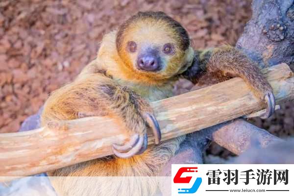 动物朋友大观园新情报曝光萌宠世界等你探索！