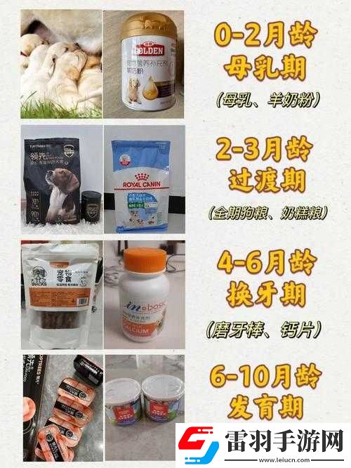 人狗胶配方大全狗狗