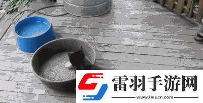 求猫咪最新地域网名