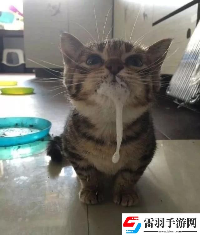 猫咪「吧唧嘴」奇遇记