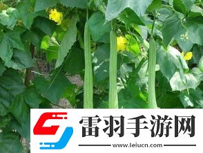 一家六口扫墓后误食致命毒草