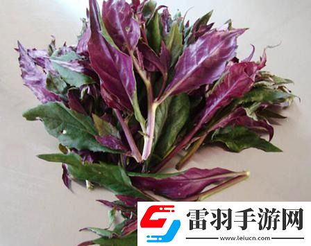 一家六口扫墓后误食致命毒草