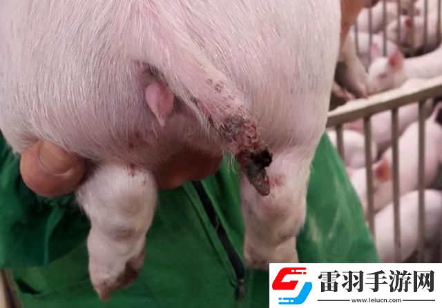 钻猪传奇