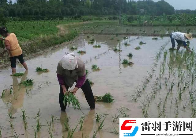 插秧界的“芭蕾舞者”