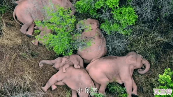 已满18点比转入大象