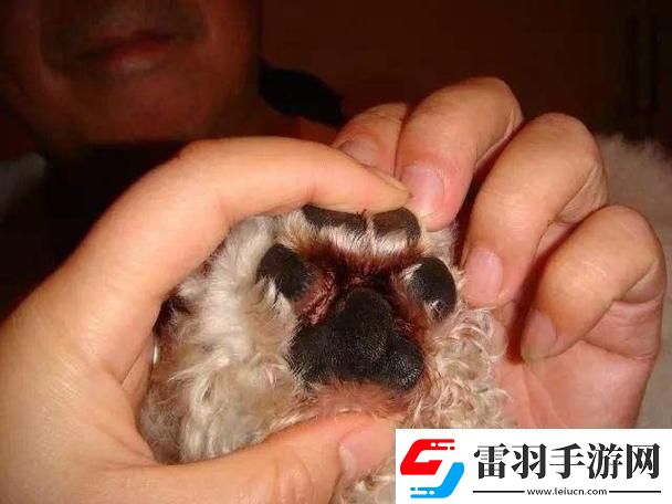 狗玩意儿硬烫臭三板斧