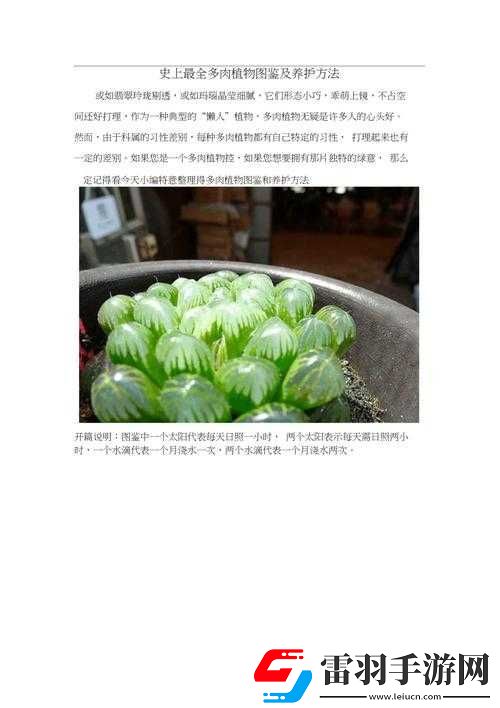 皇家共享小公主多肉养护方法全解