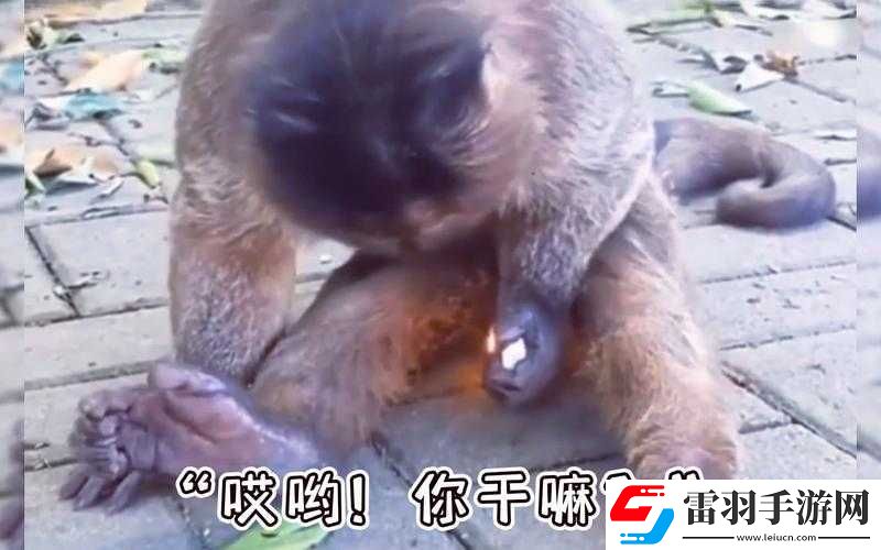 麻花豆传