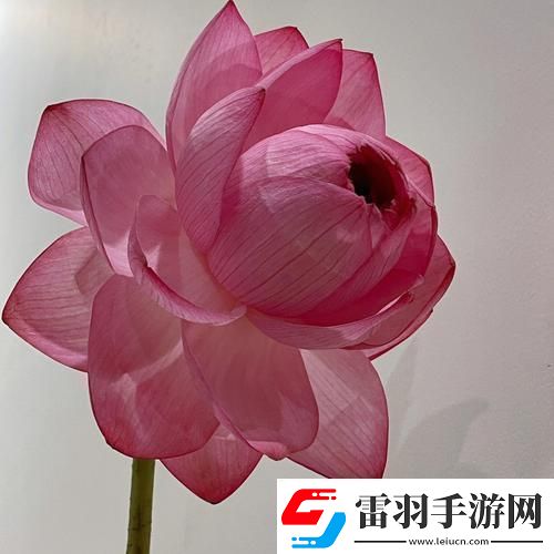 女人千层莲花激活后