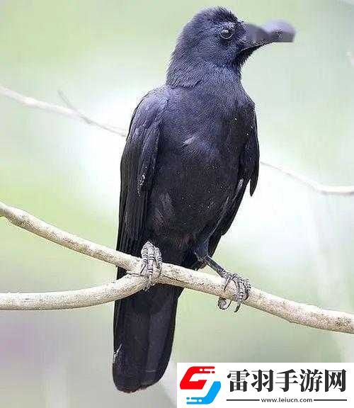 疑案追声