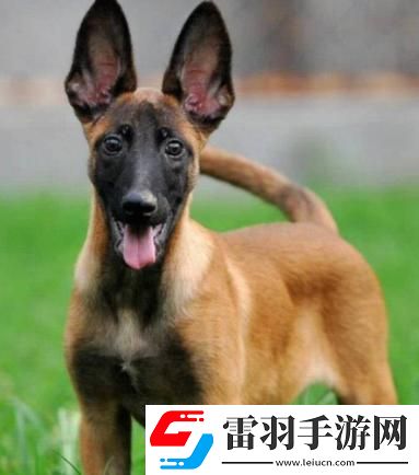 “Zoom马狗”狂潮来袭