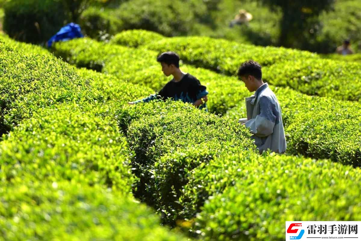 旅行者和丽莎拔萝卜视频