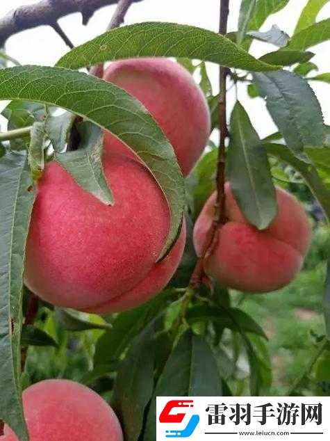 蒙阴蜜桃