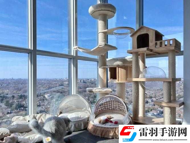 猫咪社交