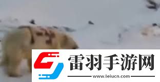 北极熊身上的神秘涂鸦