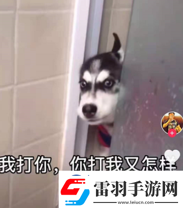 微信8.0状态背景哈士奇下载8.0状态背景素材哈士奇分享