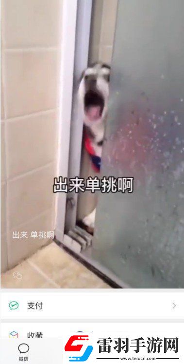 微信8.0状态背景哈士奇下载8.0状态背景素材哈士奇分享