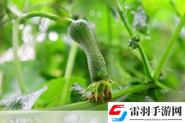 草莓绿巨人丝瓜香蕉黄瓜视频大全