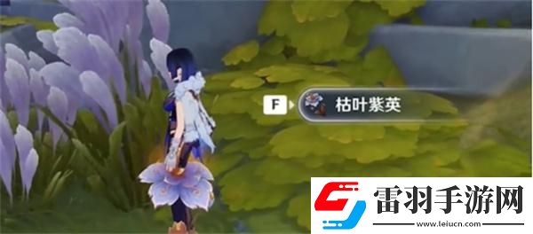 原神枯叶紫英在哪