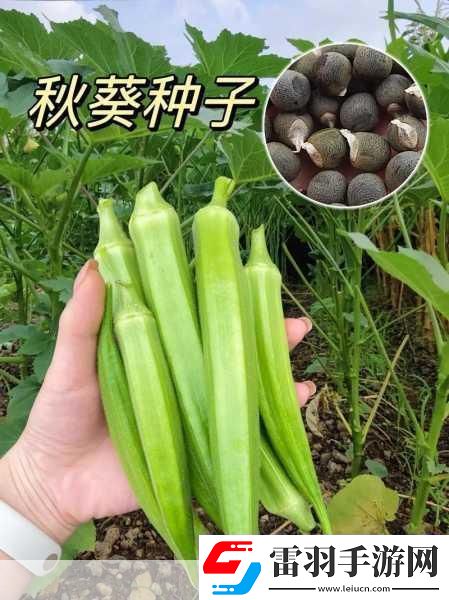 幸福宝榴莲视频秋葵视频