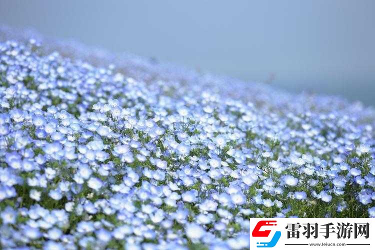 艺术学院满天星法版免费