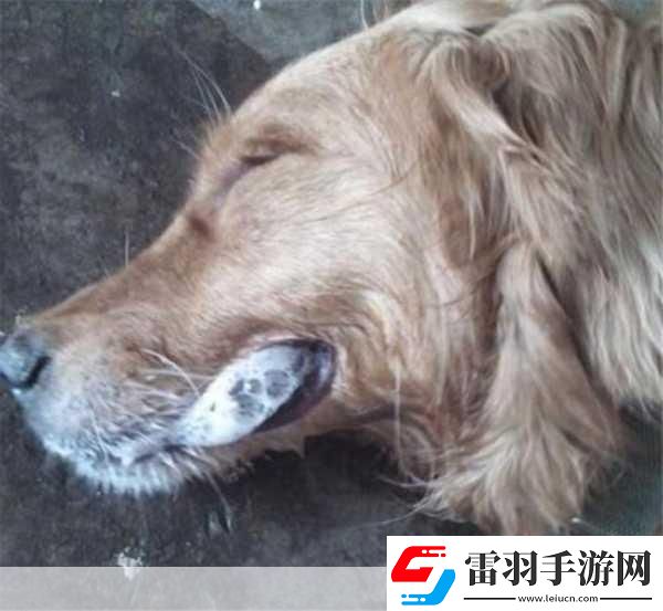 Abw实验4痉挛口吐白沫