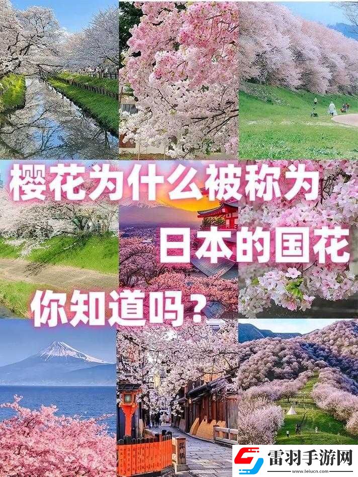 我可以深入了解你的樱花吗之探究