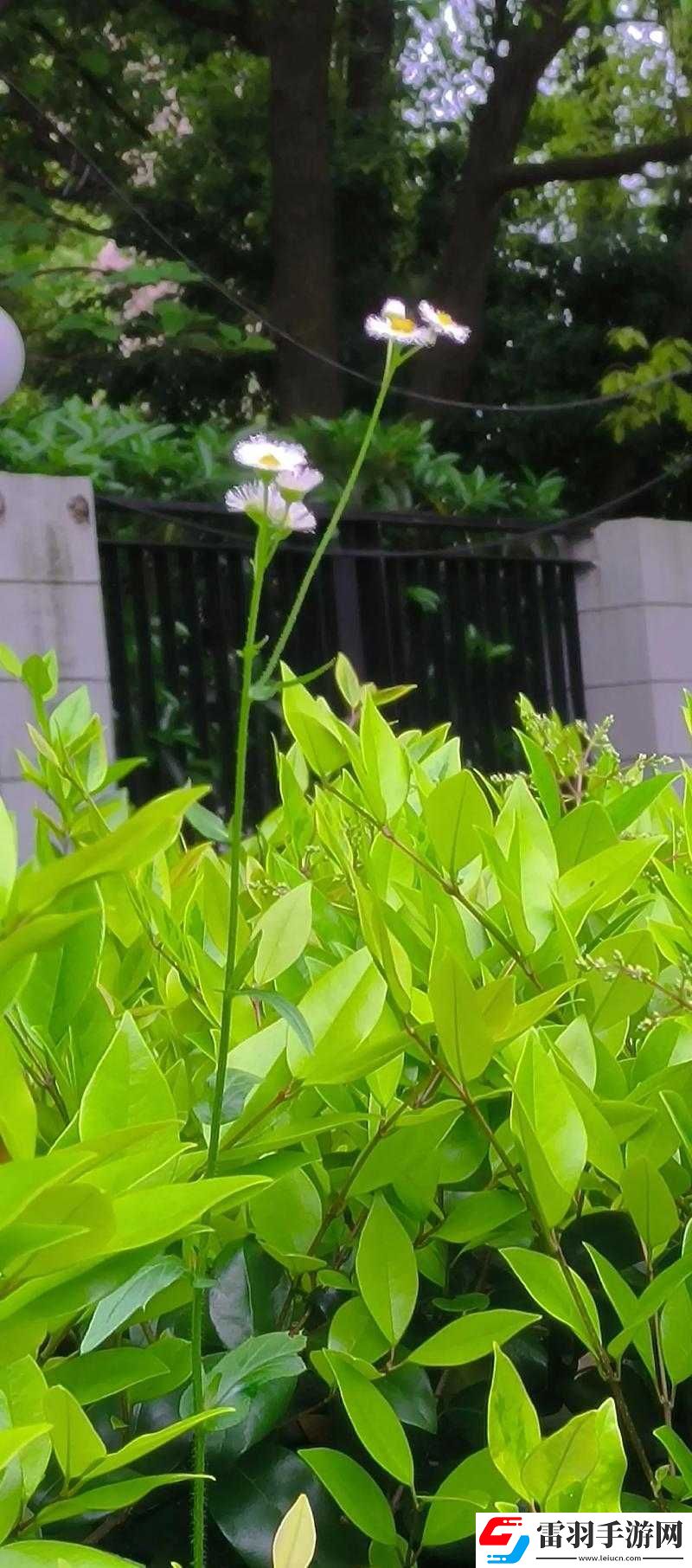 野花高清在线观看免费官网中文版