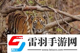 老虎是否会爬树