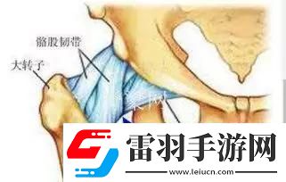 探讨腿分大点不疼的原理运动生理学解析提供给身体更大舒适空间的重要性