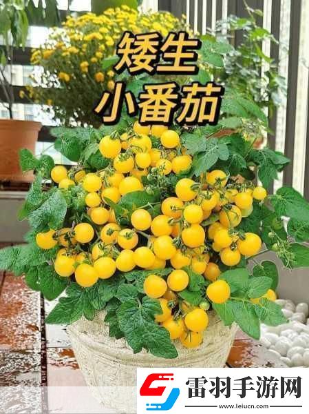 阳台上的浪漫