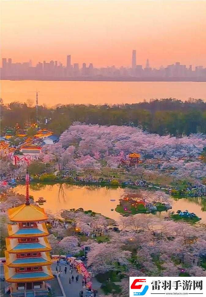樱花**