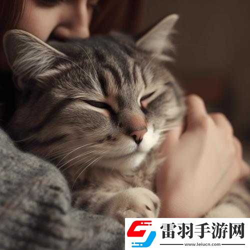 猫咪社交