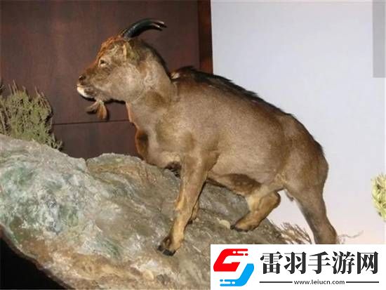独特的“冷血山羊”长着一张人脸