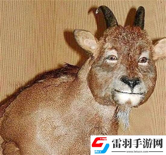 独特的“冷血山羊”长着一张人脸