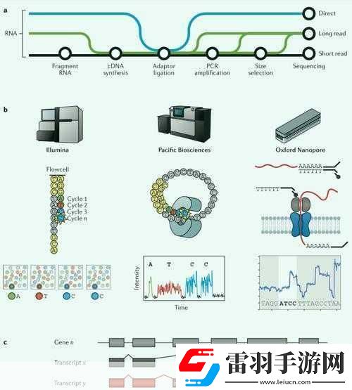 rna与cdna杂交RNA与cDNA杂交技术在基因研究中的应用
