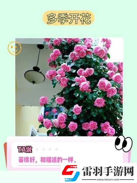 送花别弄混了玫瑰月季叶片小而密集为何分不清它们就容易闹笑话