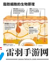 纽仕康脂肪燃烧弹