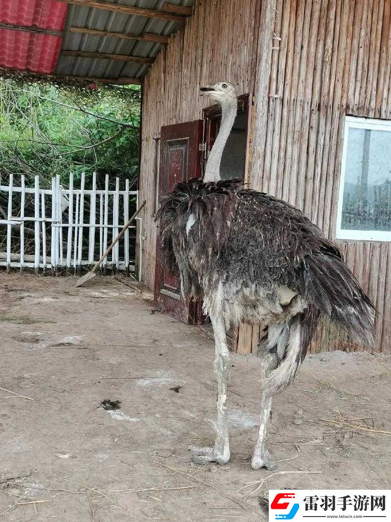 鸵鸟乐手