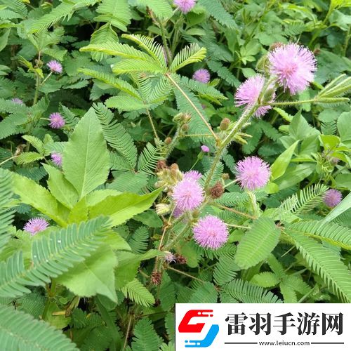 含羞草的茎