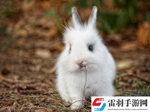 “兔与药火焰药水”