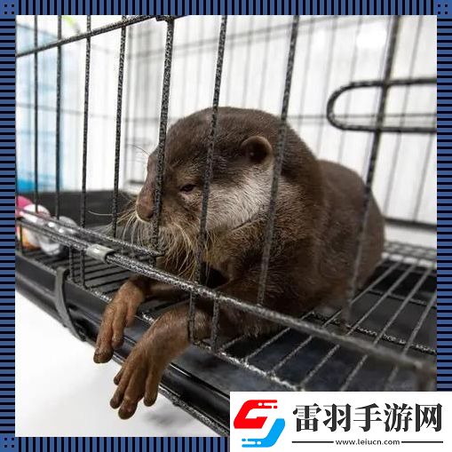 养宠新潮流
